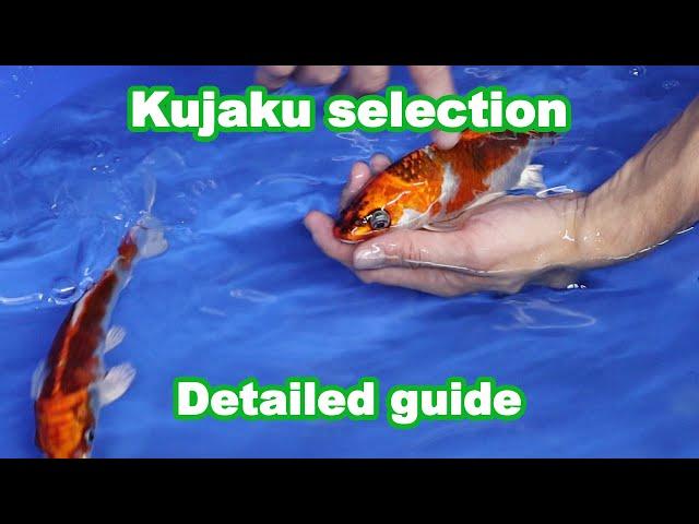 Kujaku Koi variety and selection [KOI GUIDE]