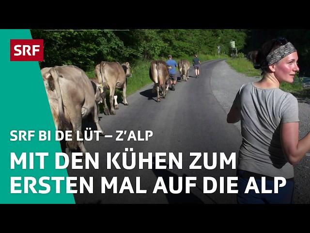 Sepp und Andrea: Erstmalig mit Kühen auf die Alp | Z'Alp – SRF bi de Lüt | 2021 - 2/5 | SRF