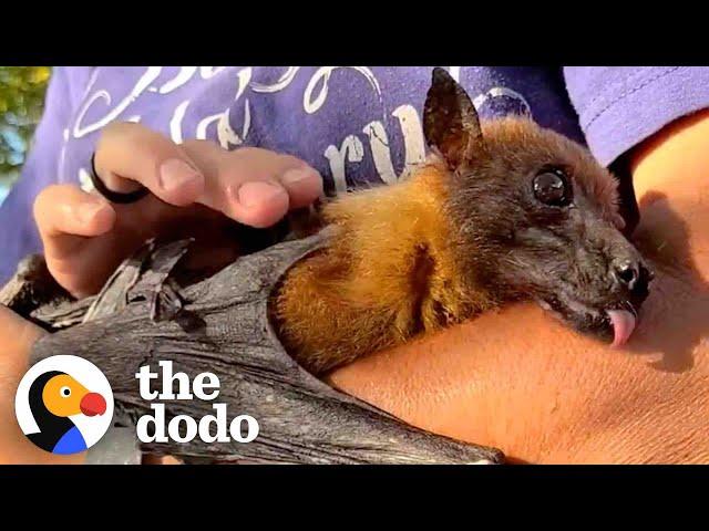 33-Year-Old Bat Loves to Curl Around His Caregiver's Arm and Fall Asleep | The Dodo