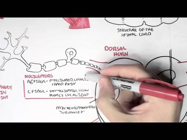 Nociceptors - An Introduction to Pain