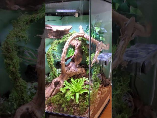 Meet Leif My Newest Crested Gecko