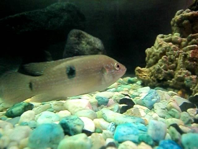mi pecera de 240L