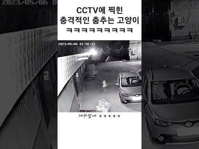 CCTV에 찍힌 충격적인 춤추는 고양이 ㅋㅋㅋㅋㅋ