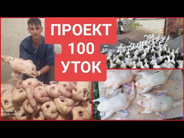 ЗАБОЙ 100 УТОК, секреты ТОВАРНОЙ ТУШКИ и вес МУЛАРДОВ в 60 дней