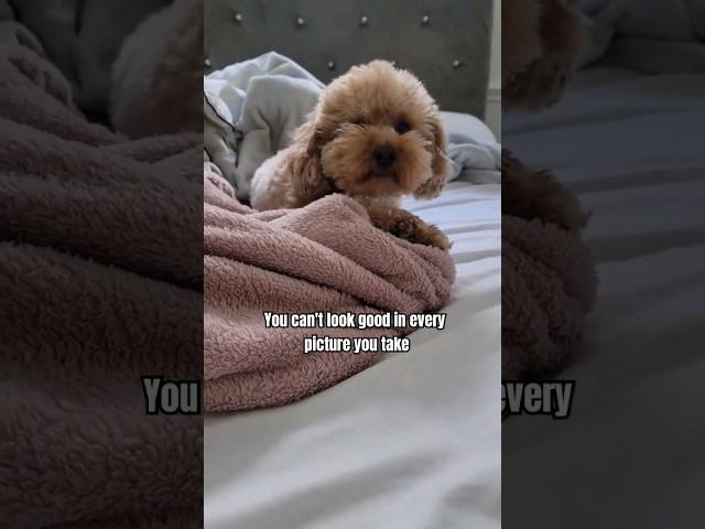 Yes, I can #poodles #caniches #cutedogs #dogpicture #puppylover #dogshortvideos