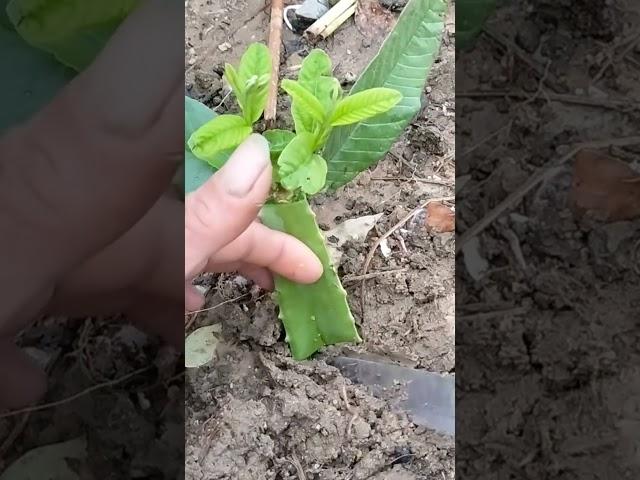 planting with aloe Vera