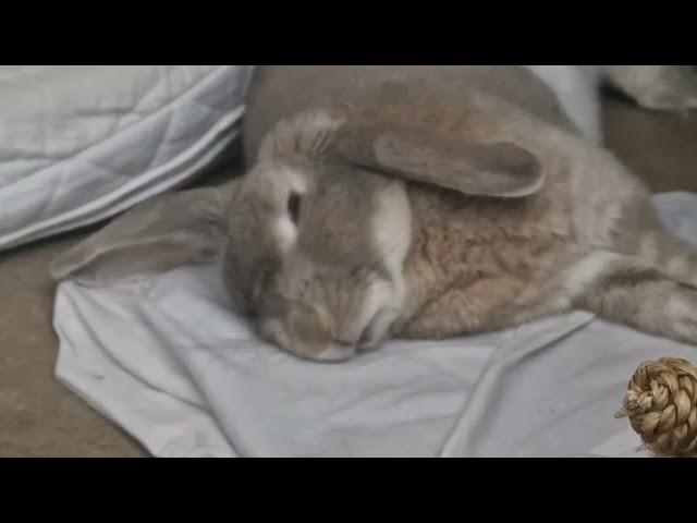 Sleepy Bunny's Irresistibly Cute Dreams!