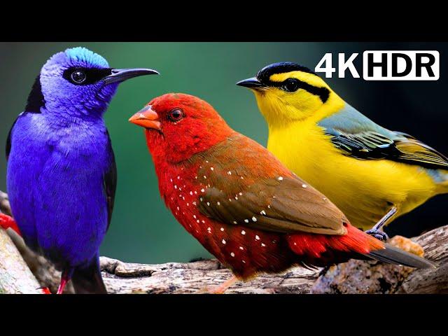 Most Beautiful Birds on Earth : Video You'll Ever See part 5 | Breathtaking Nature & Healing Sounds