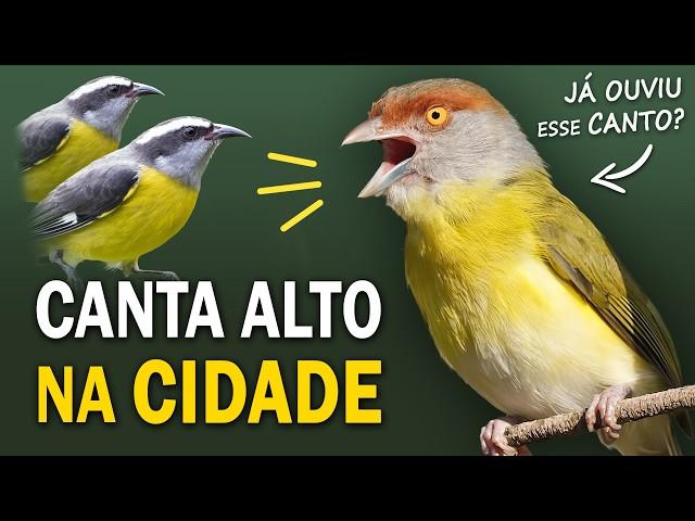 PASSARINHADA URBANA: Aves cantoras das cidades! Espécies comuns e pouco conhecidas!