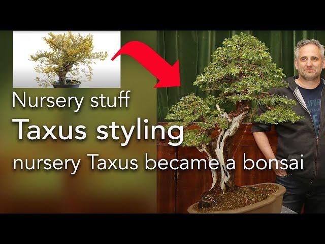 Bonsai - Styling: Styling an old and thick nursery stock Taxus into a bonsai