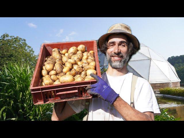 SIMPLE et EFFICACE : La POMME de TERRE 