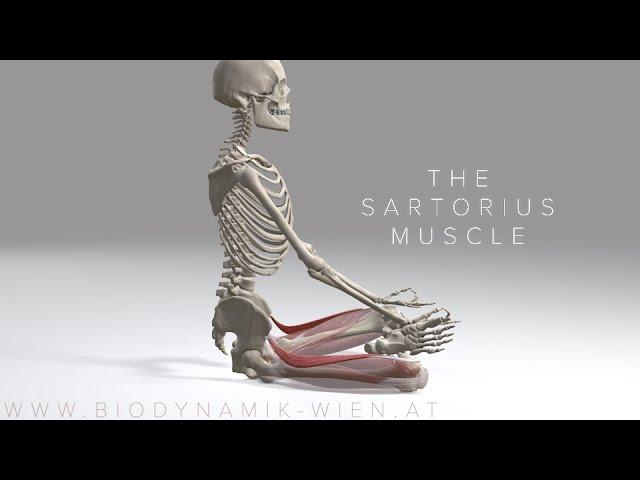 Sartorius Muscle 4K Animation