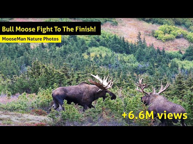 Alaska Bull Moose Fight To The Finish!