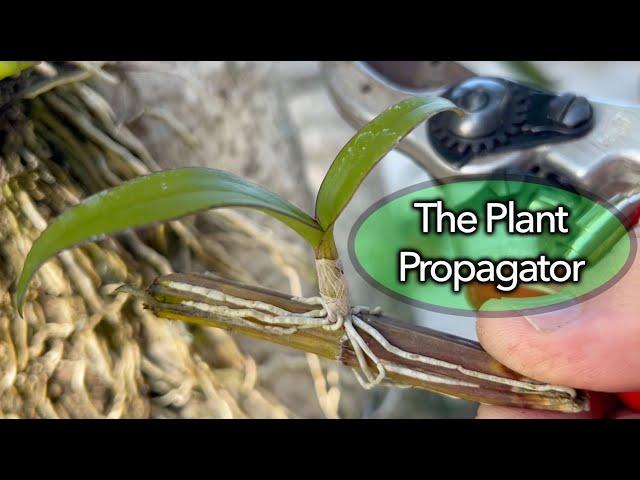 Propagation of Dendrobium Orchids using Keikis