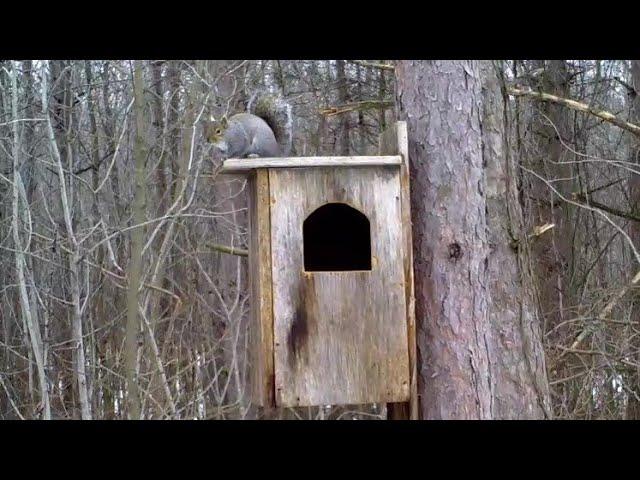 The Owl Box Project