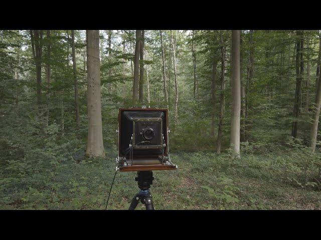 Landscape photography in a Forest : Medium Format and Large Format Photography on Film