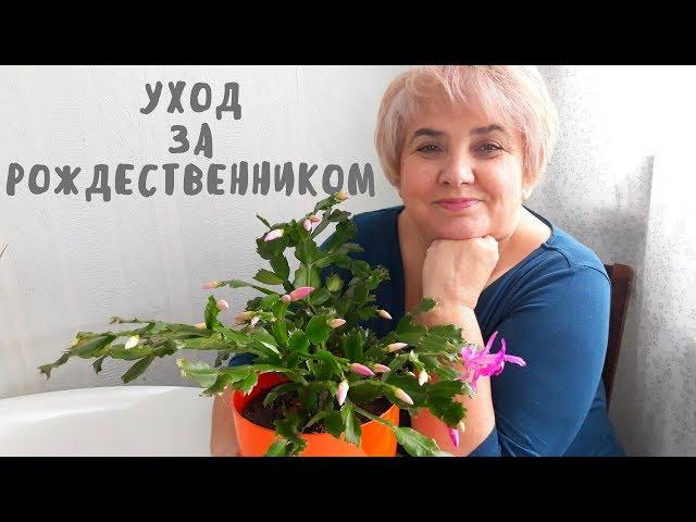 УХОД ЗА РОЖДЕСТВЕННИКОМ. Мои цветы. Мой опыт.