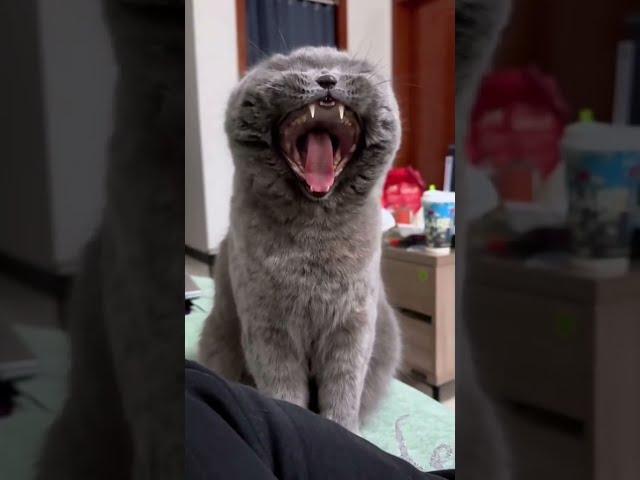 These Cats Will Make Your Day with Their Hilarious Antics! 