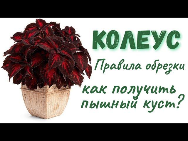 Как формировать Колеусы? Правила обрезки  #колеус #колеусы #coleus #coleusplant #комнатныецветы