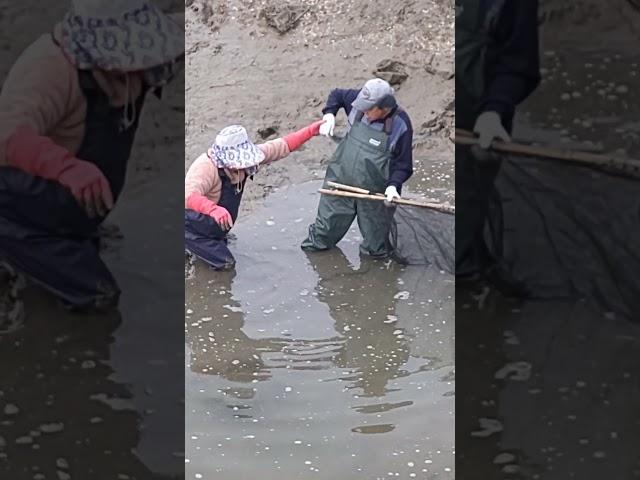 쪽대로 숭어잡이 ?