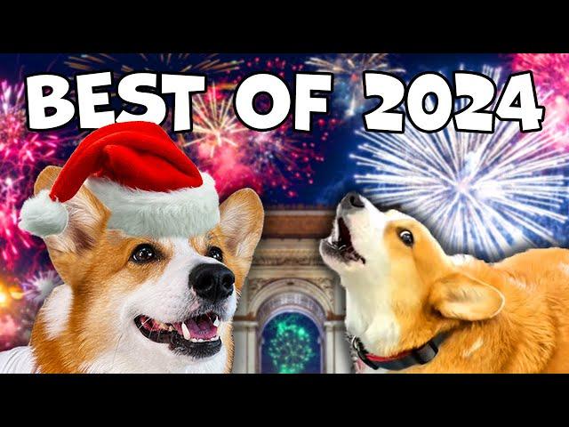 Best Talking Corgi Videos of 2024 by @HammyandOlivia