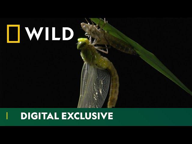 From Nymph to Wings: The Dragonfly Life Cycle | Asia’s Weirdest | National Geographic Wild UK