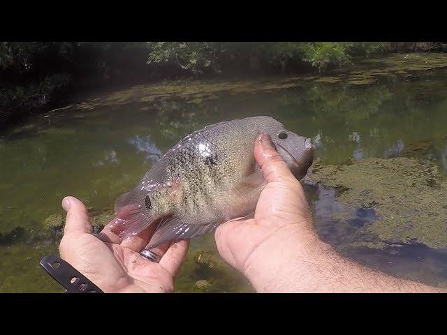 Rio Grande Cichlid - Rare Texas Fish! Better than Bluegill? More Fun than Bluegill?