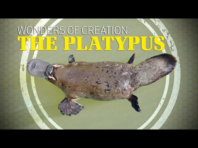 Wonders of Creation: Platypus