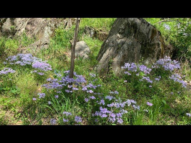 5 AMAZING EAST COAST NATIVE GROUND COVERS