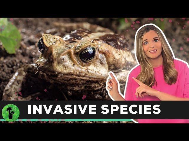 Invasive Species | Ecosystems Assassins