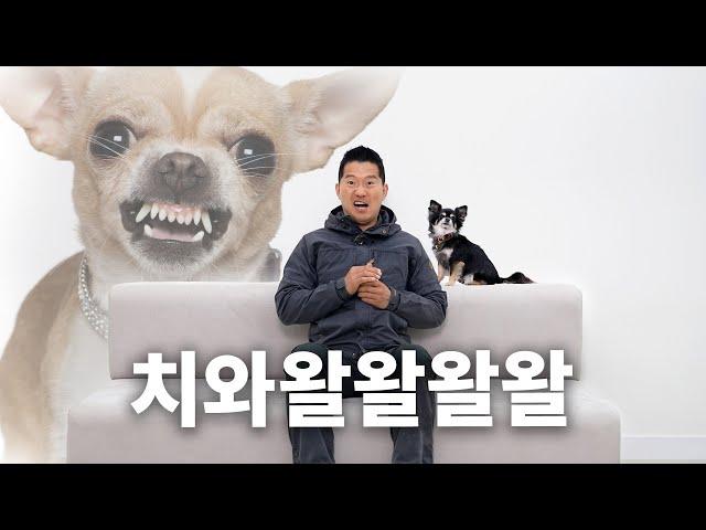 You're stressed over the Chihuahuahua babababarking? | Dog Encyclopedia ep. Chihuahua