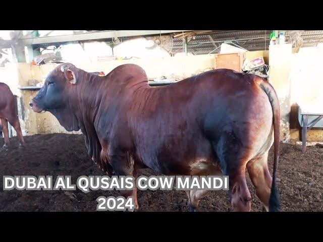 QUSAIS DUBAI CATTLE MARKET 2024