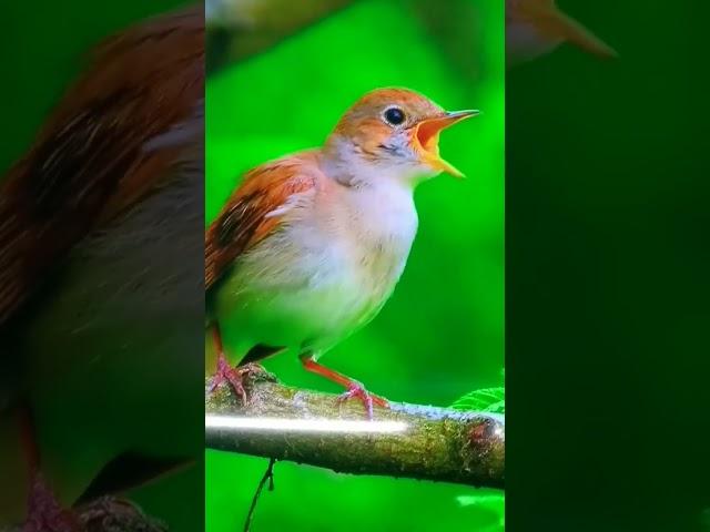 4k Video | UHD