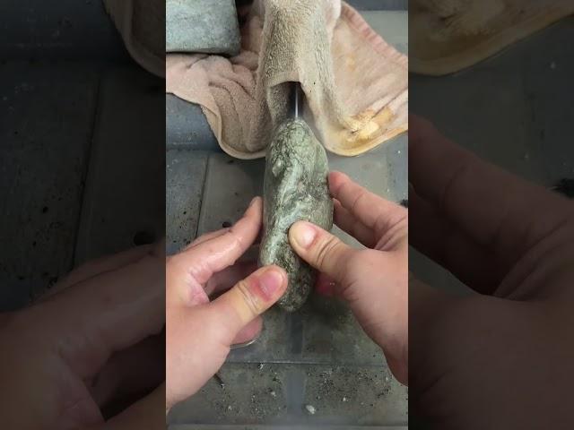 Xingtai Zhang Shu's Stone#Jadeite Raw Stone#Cutting Material#Gambling Stone
