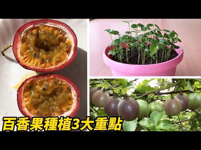 百香果種植3大重點-2023 | Passion fruit planting 3 key points-2023