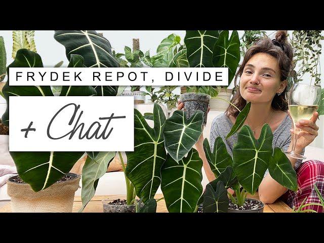 PJs, Wine + HUGE Plant Repot 🪴 Dividing Alocasia Frydek and Chat