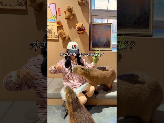 SNS 후기 0개, 카피바라와 셀카 찍을 수 있는 카페
