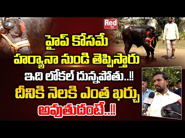 Old Neredmet Sadar 2022 Celebrations | Panja Srikanth Yadav | Sadar Festival in HYD 2022 | Red TV