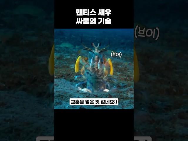 [짧은다큐] 맨티스 새우 싸움의 기술 #shorts #지식