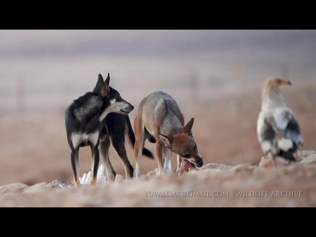 Arabian wolf and feral dog interbreed / זלב