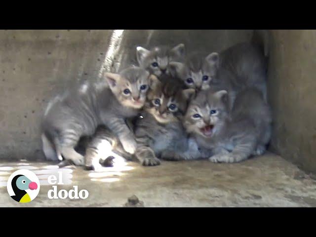 Gatitos son rescatados de una alcantarilla | El Dodo