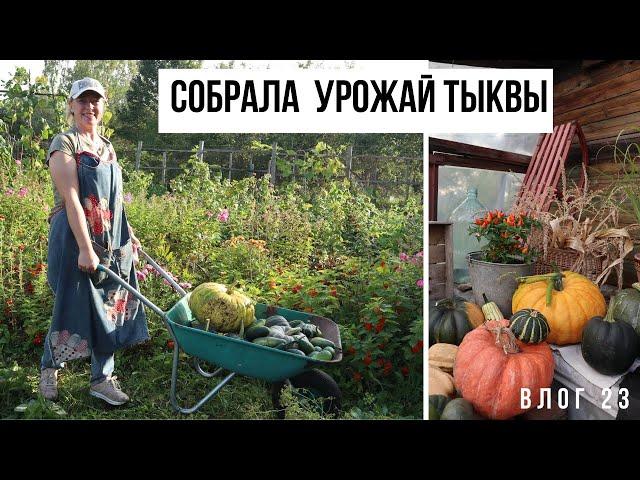 Обзор огорода в конце сентября / Урожай тыквы / Калиновка