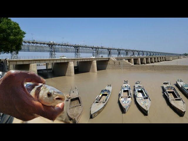 We caught fish at Darya E Sindh Indus River | Almanzar Fish Point