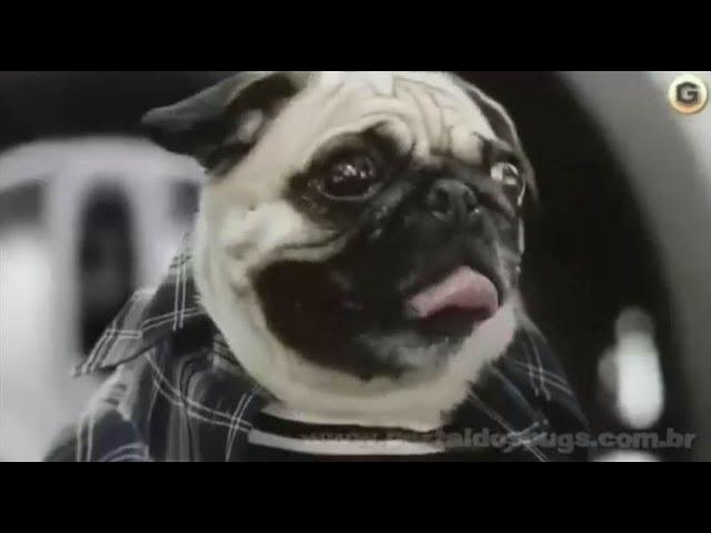 Nissan Cube - Comercial de TV - Propaganda com Pug