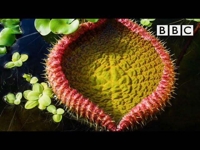 The giant water lily is VICIOUS!  The Green Planet  BBC