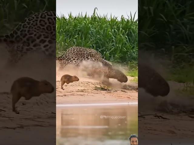 "Tiger Hunting in Deep Forest|Shishe Ki Umar Pyaale"TigerHunting#WildlifeVideo #DeepForest#viralreel