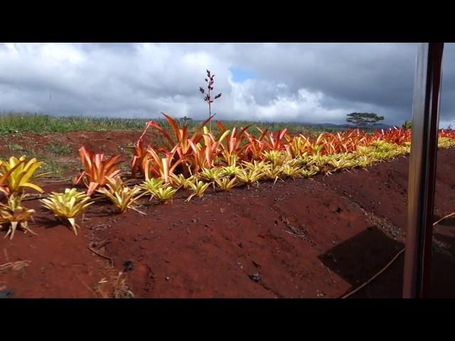 Pineapple Express Train @ Dole Plantation