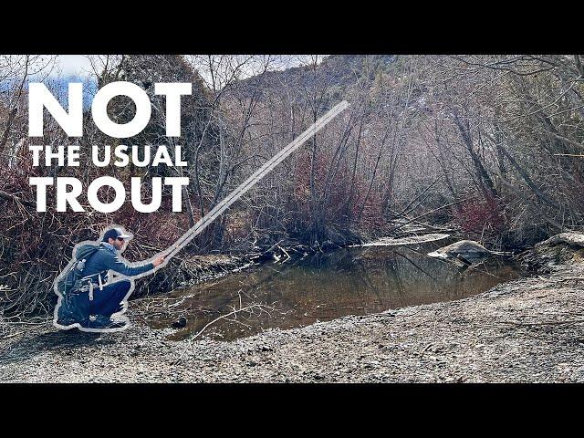 Another Small Creek With Surprisingly Big (and Weird!) Fish in It (Tenkara Fly Fishing)