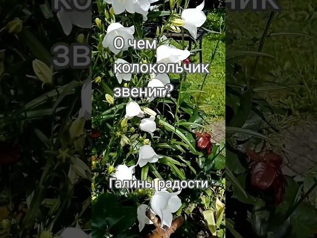 О чем колокольчик звенит?Язык цветов 