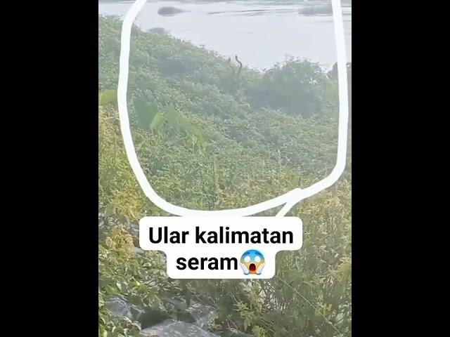 PENAMPAKAN ULAR TERBESAR DI DUNIA DI KALIMANTAN